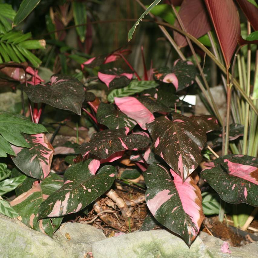 Philodendron 'Birkin' – Philodendron 'Birkin'